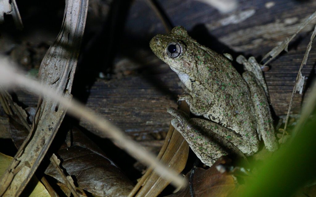 Photo Gallery - Escape to Tamborine Mountain